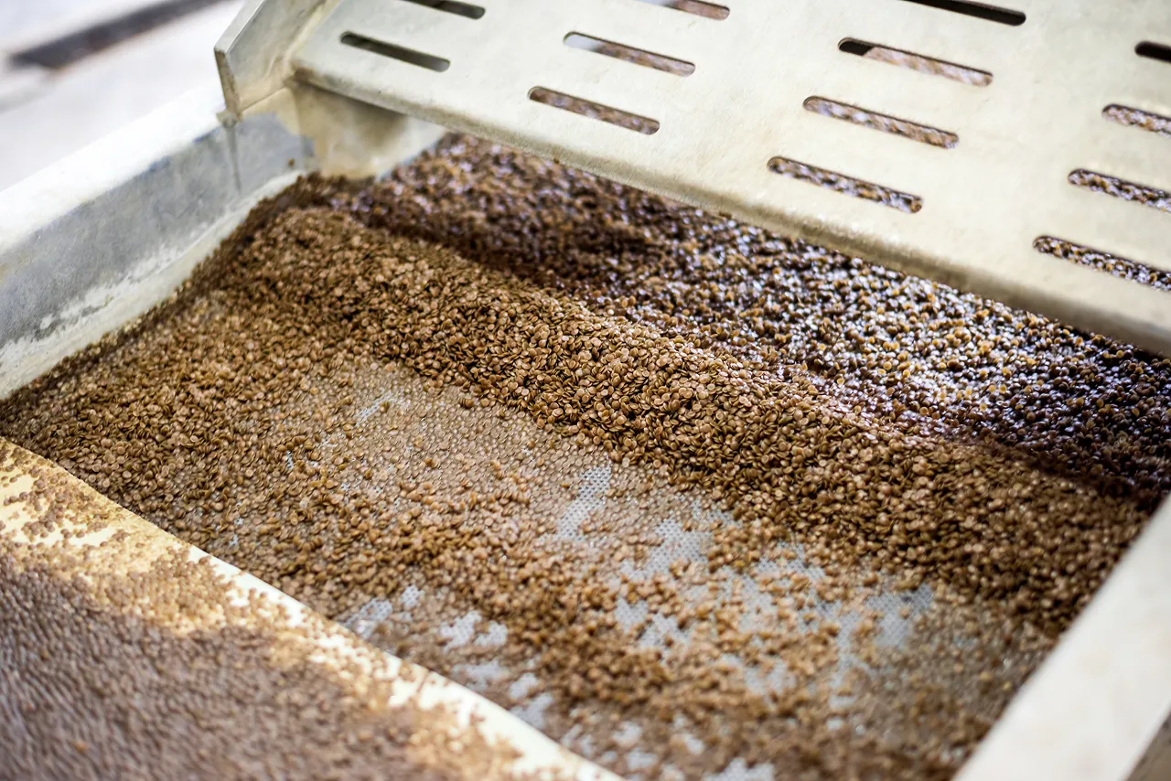 Fermentación — café en Finca Los Alpes, Santa Bárbara, Antioquia